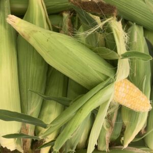Bunched fresh corn ears, one partially husked Bunched fresh corn ears, one partially husked