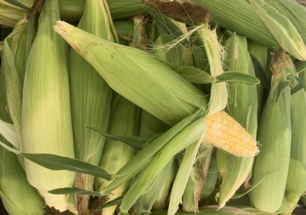 Bunched fresh corn ears, one partially husked