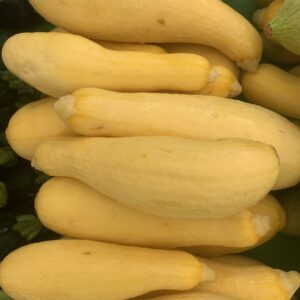 Fresh yellow summer squash piled together
