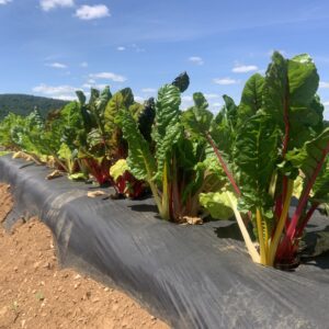 Mulched row of rainbow Swiss chard