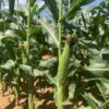 Sweet Corn - 1/2 Dozen - Image 2
