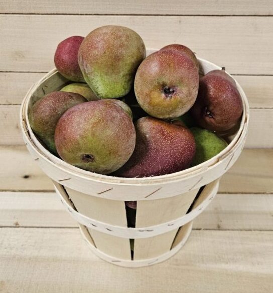 Sugar Pears