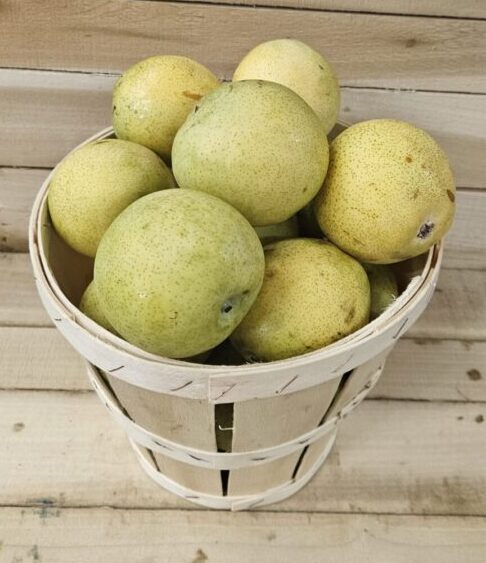 Asian Pears