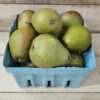 20260830_154109 Seckel Pears