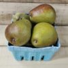 20260830_154132 Seckel Pears