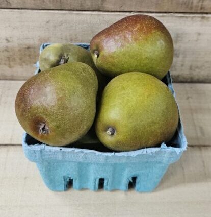 20260830_154132 Seckel Pears