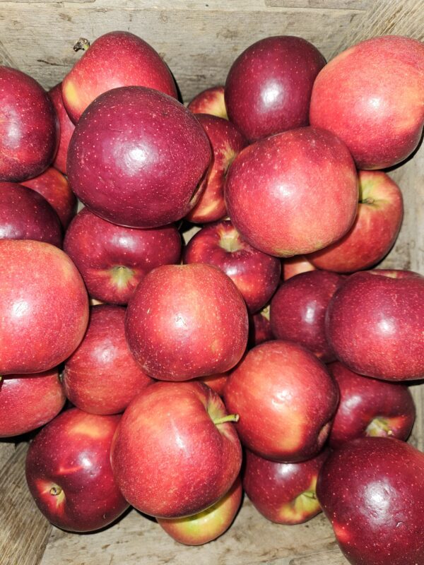 Fresh glossy red apples in wooden crate