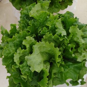Two heads of fresh green leaf lettuce