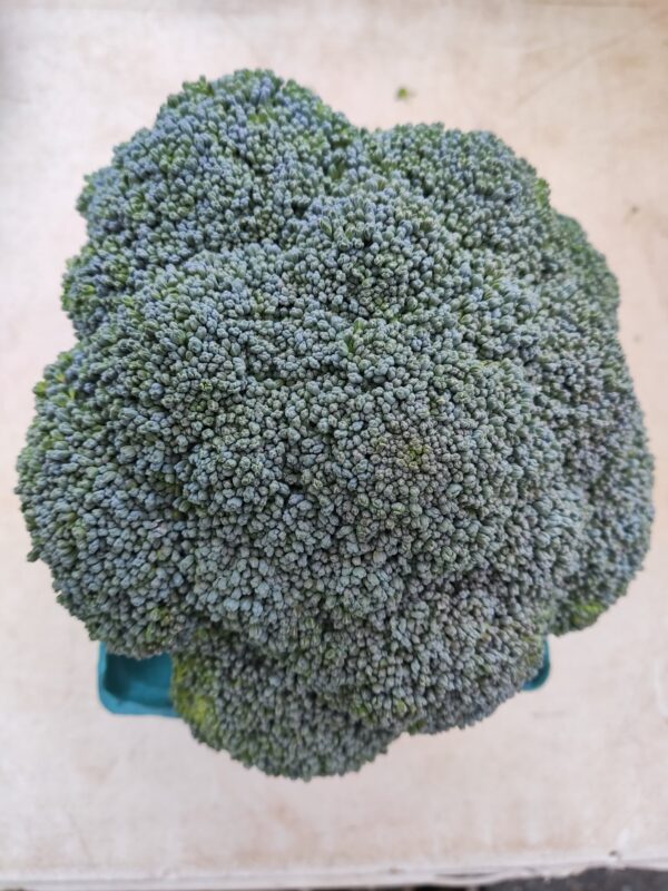 Close-up broccoli head on beige background Close-up broccoli head on beige background