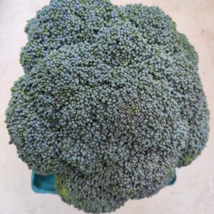Close-up broccoli head on beige background Close-up broccoli head on beige background