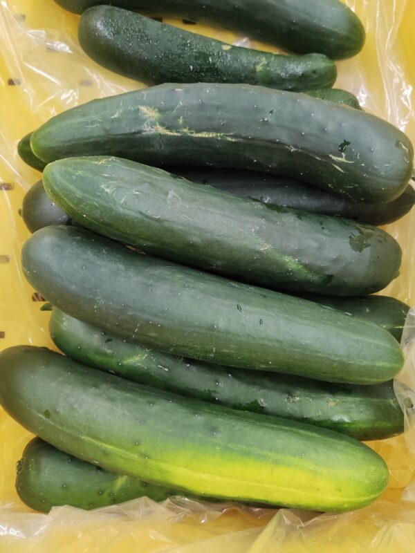 Stack of long fresh green cucumbers