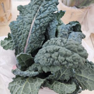 Fresh lacinato (dinosaur) kale bunch
