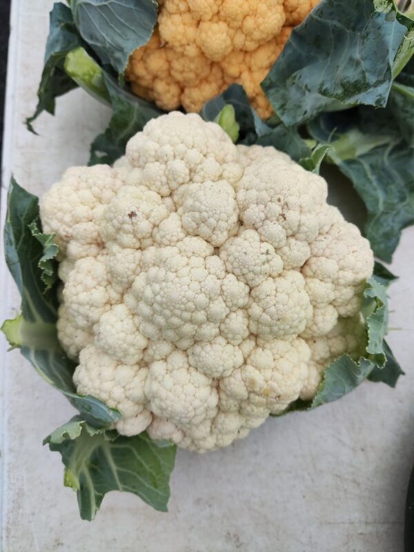 Fresh white cauliflower head with green leaves Fresh white cauliflower head with green leaves