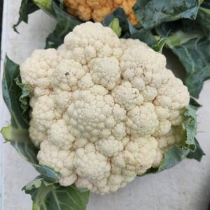 Fresh white cauliflower head with green leaves Fresh white cauliflower head with green leaves
