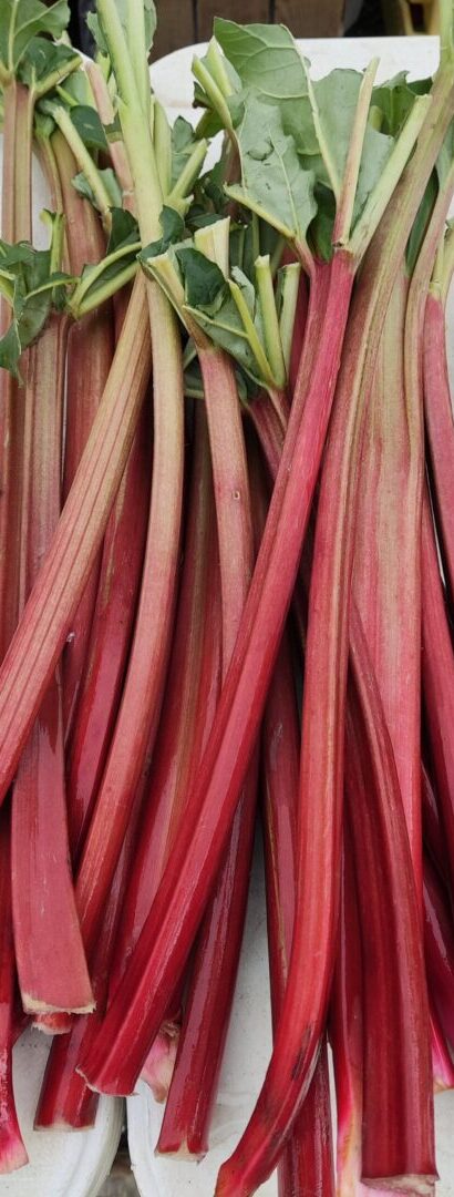 Fresh red rhubarb stalks on table