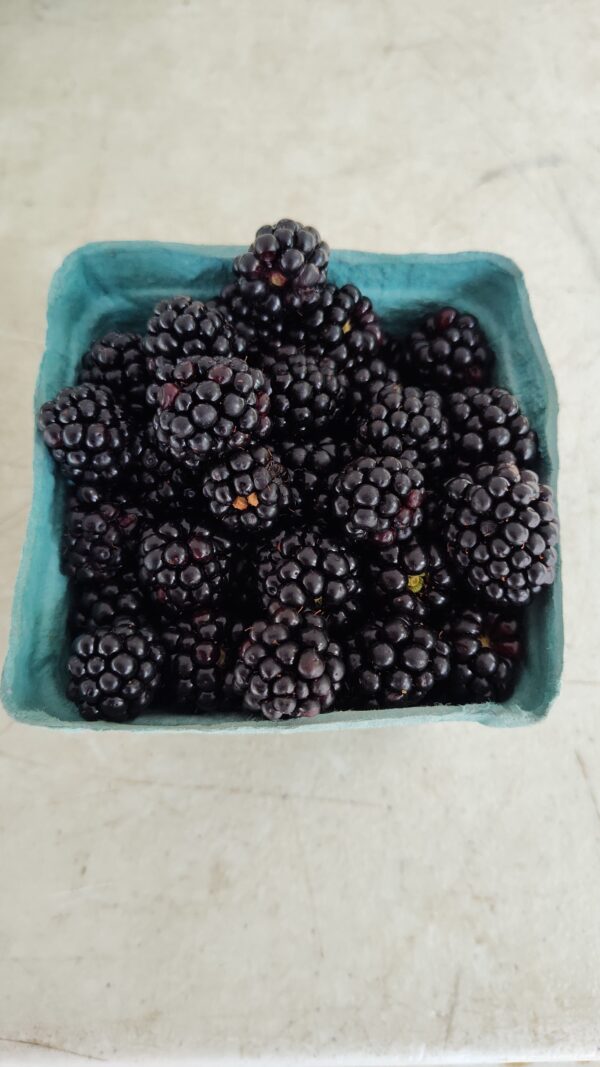 Blackberries - 1 Pint