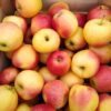 Fresh red-yellow apples in wooden crate