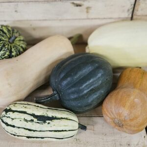 Fall Squash