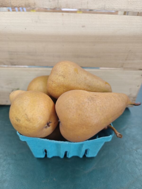 Russet pears in turquoise produce carton