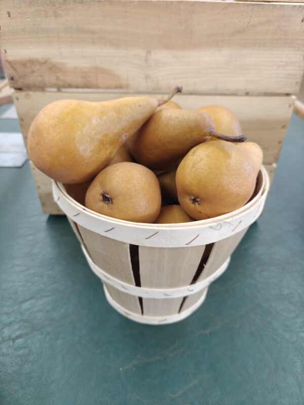 Wooden basket of ripe brown pears