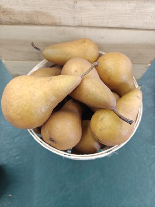 Basket of ripe brown pears
