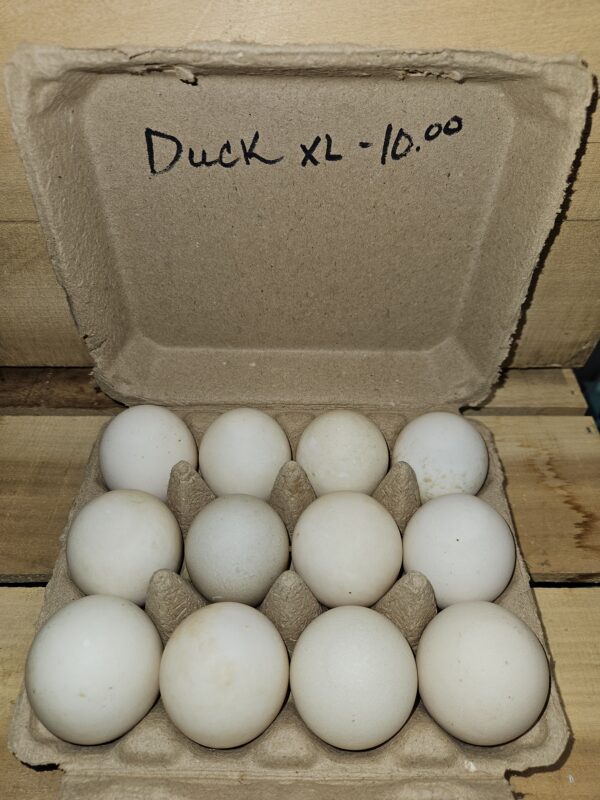 Duck Eggs