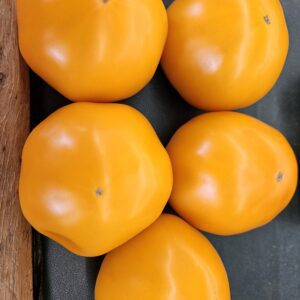 20260618_113104 Five round yellow-orange tomatoes on dark surface