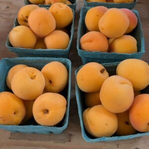 Apricots