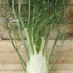 Fennel bulb with stalks and fronds