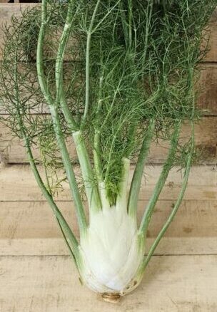 20260703_092346 Fennel bulb with stalks and fronds