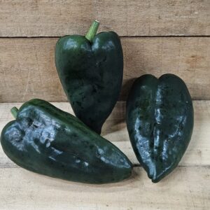 Poblano Peppers