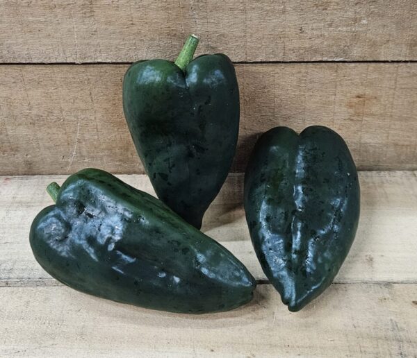 Poblano Peppers