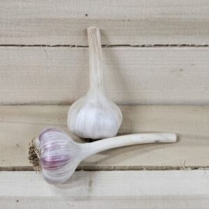 Garlic