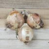Sweet Onions