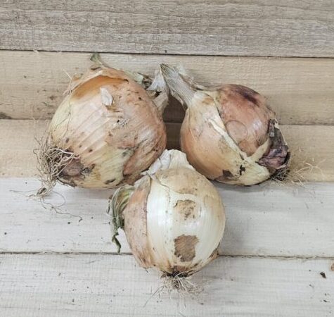 Sweet Onions
