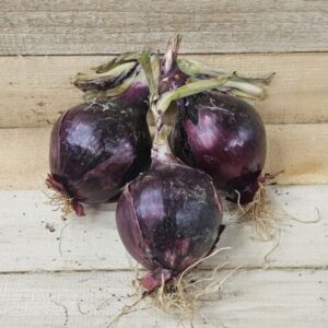Purple Onions