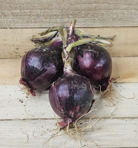 Purple Onions