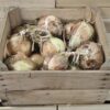 Sweet Onions