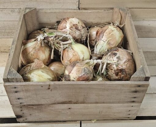 Sweet Onions