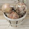 Sweet Onions