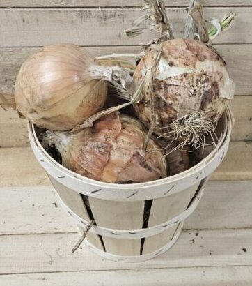 Sweet Onions