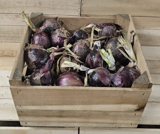 Purple Onions