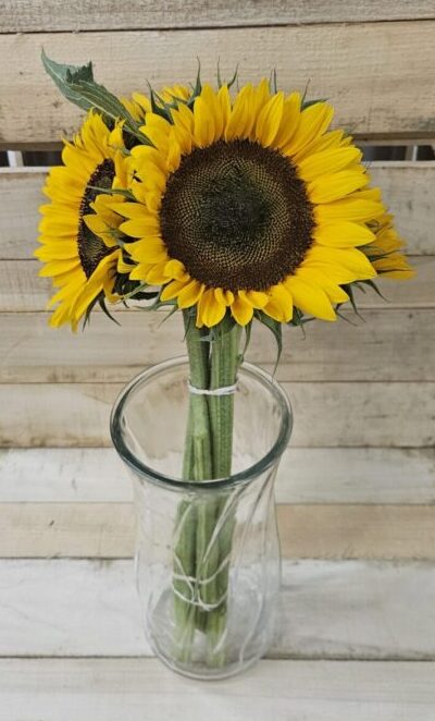 Sunflowers