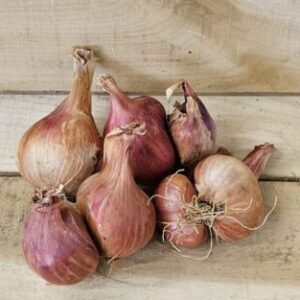 Shallots