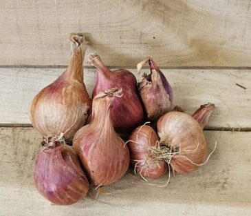 20260817_083908 Shallots