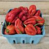 20260823_161206 Habanero Peppers
