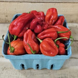 Habanero Peppers