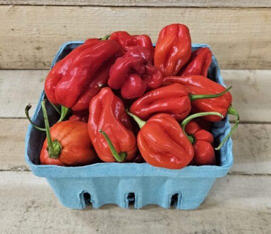 20260823_161206 Habanero Peppers