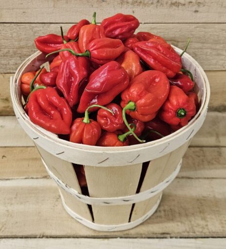 20260823_161311 Habanero Peppers