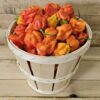 20260831_140736 Super Hot Peppers